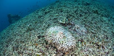 Why coral reefs damaged by blast fishing struggle to recover — even after decades