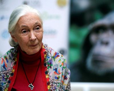 China remembers ‘guiding light’ Jane Goodall’s wildlife conservation work
