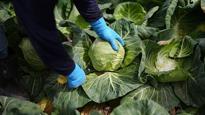 Fixing diets could cut farming emissions by 15% and avoid 15 million deaths a year, report finds