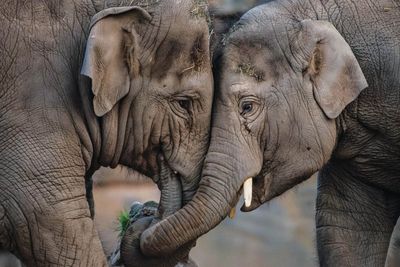 Vaccine breakthrough for virus that killed seven elephant calves at Chester Zoo