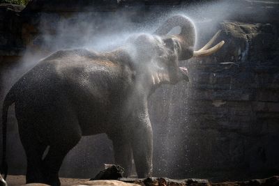 Experts welcome ‘landmark’ moment for elephants after vaccine breakthrough