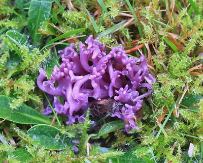 Fungi finds: UK citizen scientists make rare pink and purple discoveries