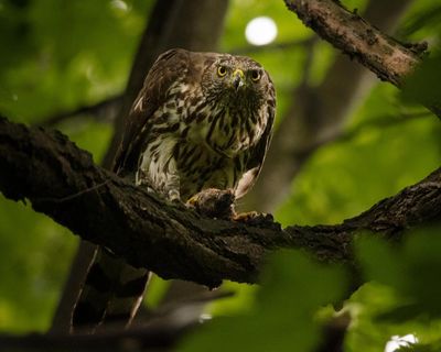 ‘It proves this can be done’: Berlin the blueprint to bring goshawks to UK cities