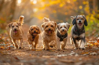 9 Dog Names That Instantly Get Attention at the Park