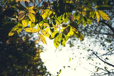11 Trees With Leaves Worth Collecting for Mulch