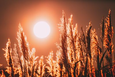 How Cover Crops Restore Soil After Summer Stress