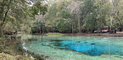 Florida’s 1,100 natural springs are under threat – a geographer explains how to restore them