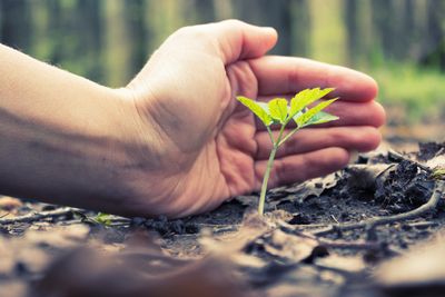 5 Fall Planting Mistakes That Kill Your Harvest