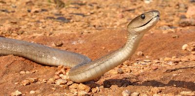 Toxic pollution builds up in snake scales: what we learnt from black mambas