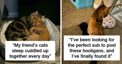 48 ‘Cats On Cats’ Images That Are Literally Cuteness Overload