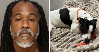 “Steak For Life”: Pit Bull Thrown Off Balcony While Protecting 15YO Girl From Alleged Attacker