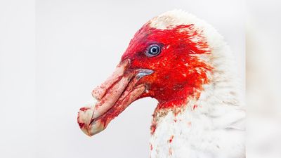 The world’s most spectacular bird photos of 2025 have been announced – Here are the Winners