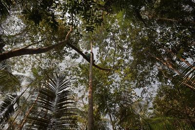 Are trees getting taller? Plus teenage smoking and why females live longer