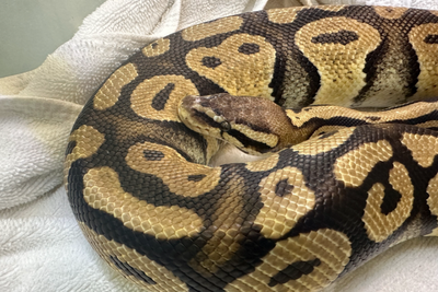 In-N-Out employee finds large python trying to order at the drive thru - 50 miles from home