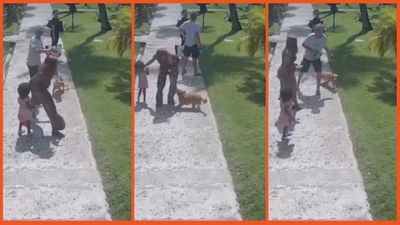 ‘She did nothing wrong’: Video of woman kicking dog goes viral but the people of TikTok think she had a good reason for doing so