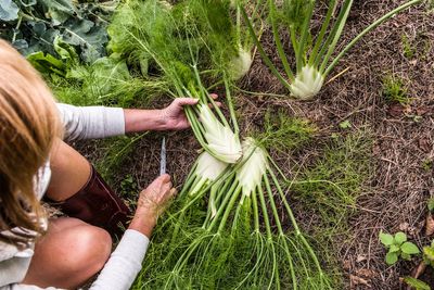 The underused herb that’s chock full of antioxidants and rich in fiber