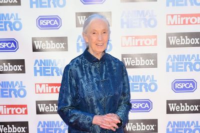 Jane Goodall interview marks release of new Netflix series Famous Last Words