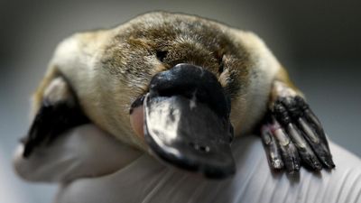 Game on in the fight to ban platypus 'death traps'