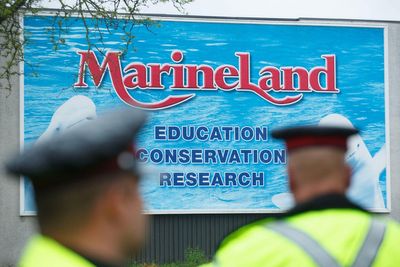 Marineland asks Canadian government for emergency cash to feed whales — or euthanasia imminent