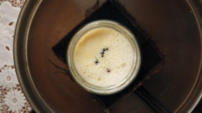 Anthropologists make 'ant yogurt' from centuries-old recipe, serve it as an 'ant-wich' at Michelin-star restaurant