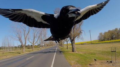 Australia’s magpie swooping season returns with a vengeance – and cyclists are their main targets