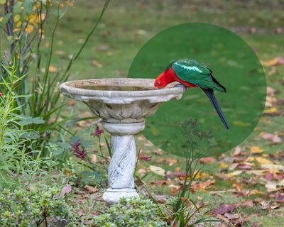 Birds and cities don’t always mix well. But small changes in our behaviour can make a difference