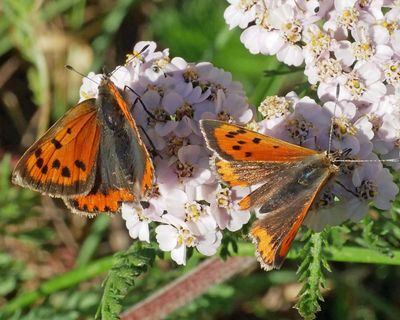 Country diary: Ragged butterflies, comatose bees – these are the last of the summer sights