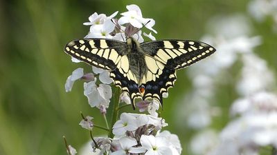 Scientists plan to freeze butterfly eggs with cryopreservation to save British species