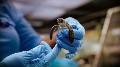 ‘A lifeline for conservation and community projects’: Why voluntourism is growing again