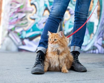 I bought my cat a lead – and I was quickly humbled