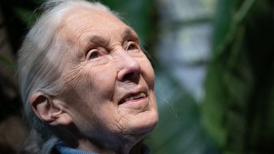Jane Goodall: 'Every one of us makes a difference – it's up to us what kind'