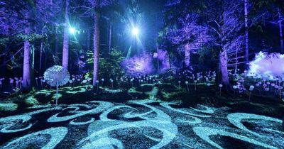 'Absolutely gutted': Enchanted Forest display cancelled amid Storm Amy