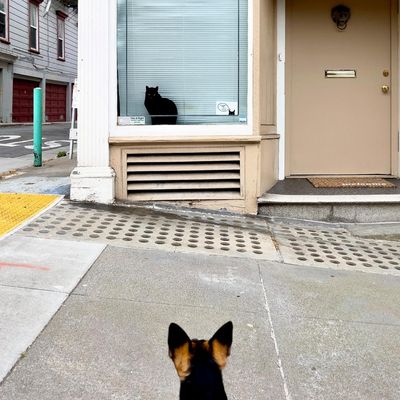 ‘I have no doubt this cat could take him down!’: Dorothy O’Donnell’s best phone picture