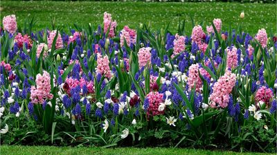 October is bulb planting prime time – gardening experts say to get these 7 bulbs in the ground now for an explosion of spring color