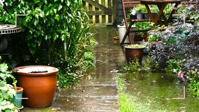 Doing this one thing now will prevent 'root rot, mildew and leaf spot' during heavy rainfall