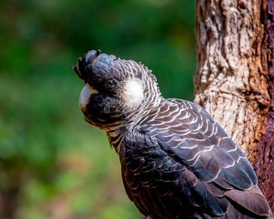 ‘Baudin’s or bauxite?’: stark warning black cockatoo won’t survive mining expansion