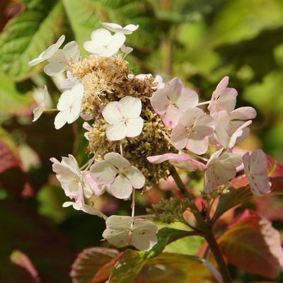 What to do with hydrangeas in the autumn – 5 essential tasks for healthy blooms next year