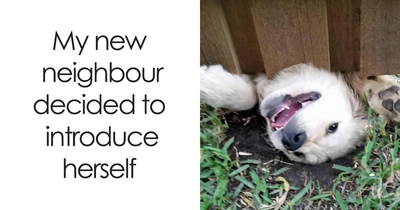 If You Like Animals More Than People, These 50 Memes Might Hit The Spot