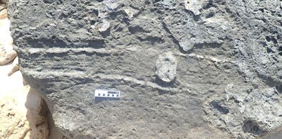 World’s first known butt-drag fossil trace was left by a rock hyrax in South Africa 126,000 years ago