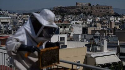 Athens embraces urban beekeeping as rooftop hives bring honey production to the city