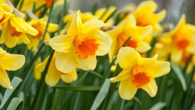 6 best bulbs to plant in October for beautiful spring blooms — and how to do it