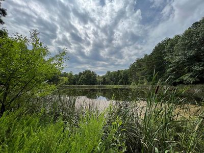 Ohio’s sole national forest could be wiped out as Trump targets land for logging