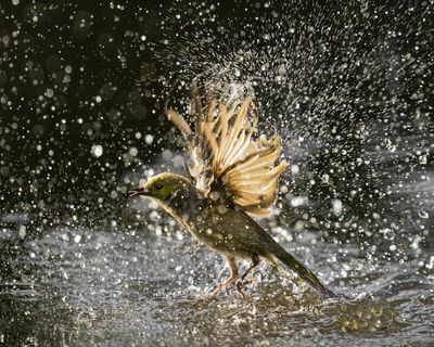 I used to think birds made life worth living only for those of us obsessed with them. Now I know the truth