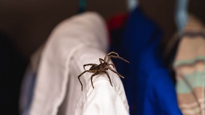Scared of hurting spiders? 3 ways to remove spiders without harming them, according to pest experts