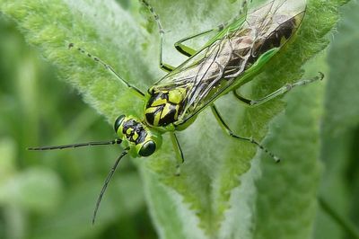 ‘Remarkable’ insect discovery could benefit modern surgery, say scientists
