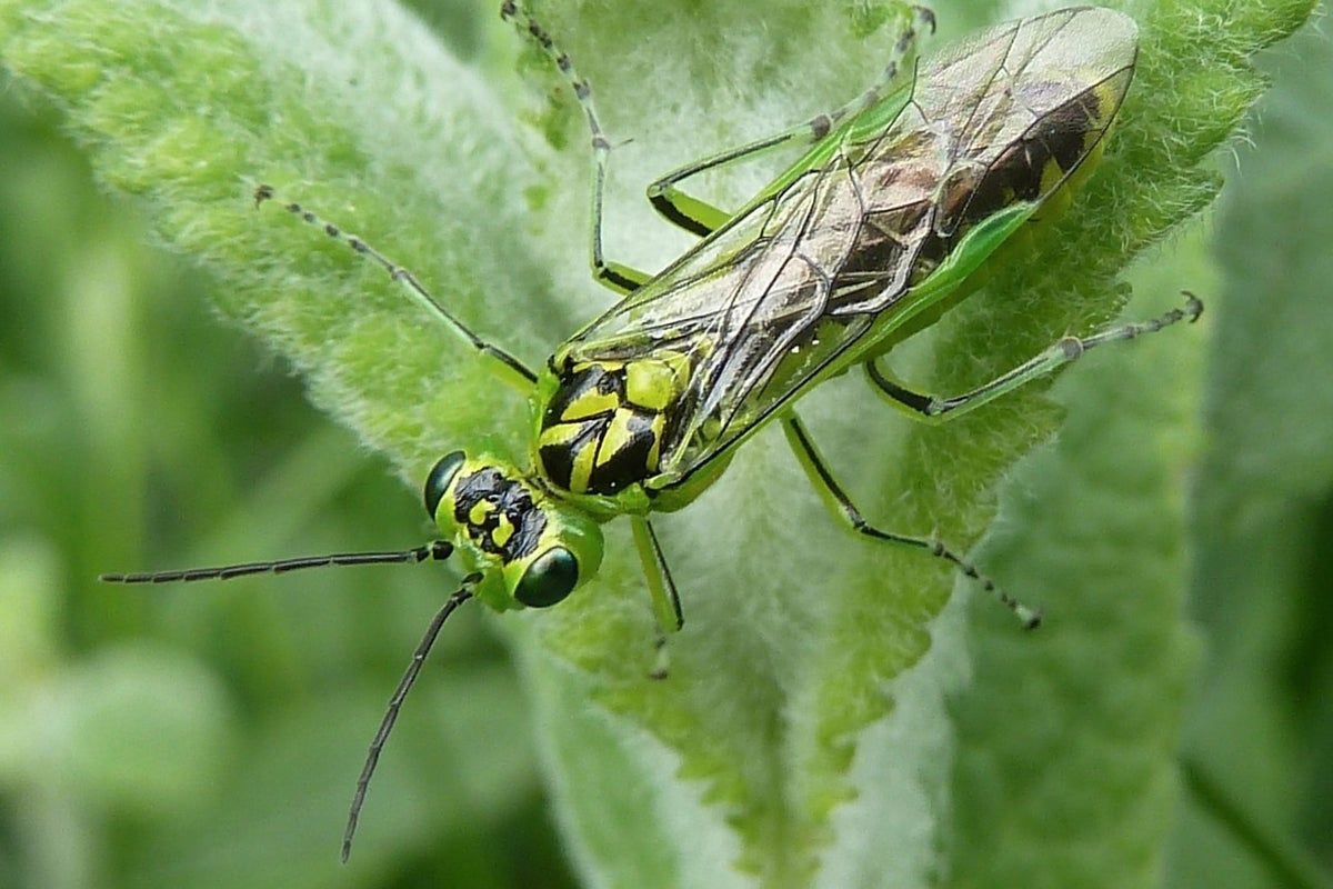 How an insect might change how surgeons operate on the…