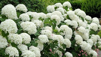 Should you prune hydrangeas in October? Here's what the experts say