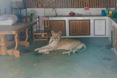 Pet lion attacks 2 villagers, including 11-year-old boy