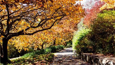 These 5 plants are guaranteed to wow as they unexpectedly paint your yard in fiery hues in fall – and we have expert tips on how to grow them