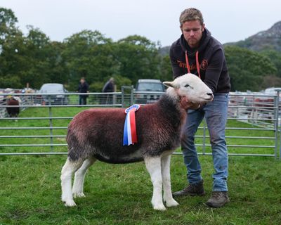 Country diary: Where the Herdwicks are the star of the show